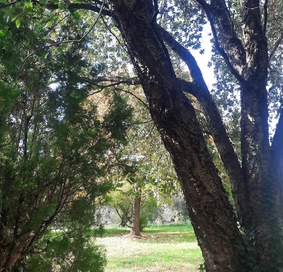 Podere Il Cerrone App Romilda Con Piscina Fauglia Holiday home